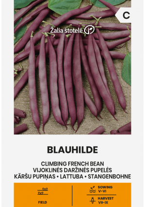 Bønne 'Blauhilde'