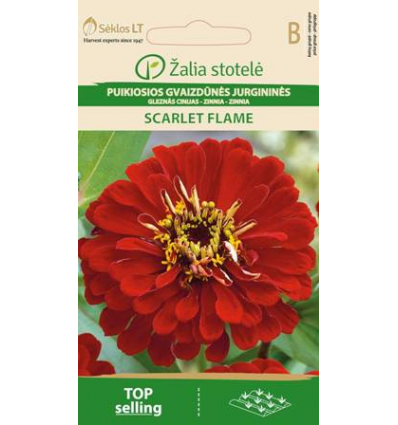 Zinnia 'Scarlet Flame' - Billede 2