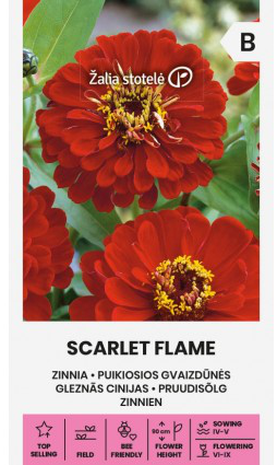 Zinnia 'Scarlet Flame'