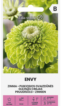 Zinnia 'Envy'