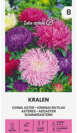 Aster 'Kralen'