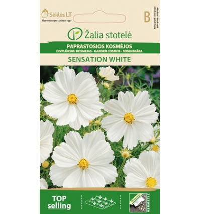 Cosmos 'Sensation White' - Billede 2