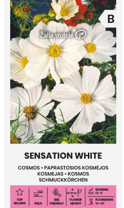 Cosmos 'Sensation White'